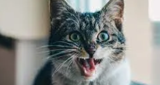 Alasan Kucing Mengeong Terus
