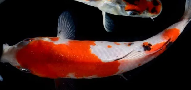 Jenis-Jenis Ikan Koi